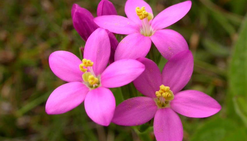 Tra i Fiori di Bach scegli Centaury se... Tra i Fiori di Bach scegli Centaury se...